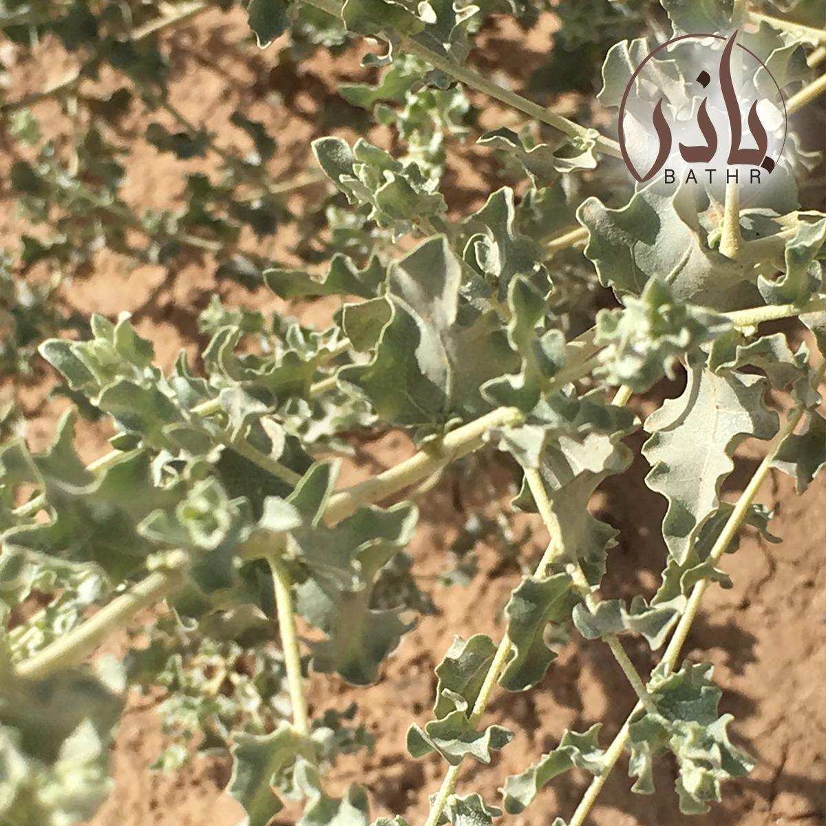 الرغل