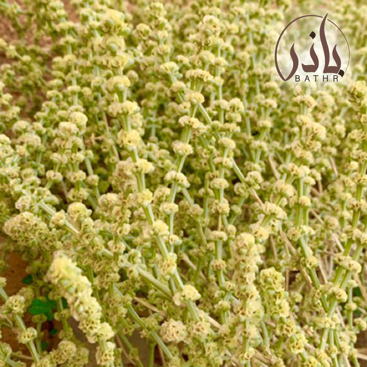 بذور الشعران