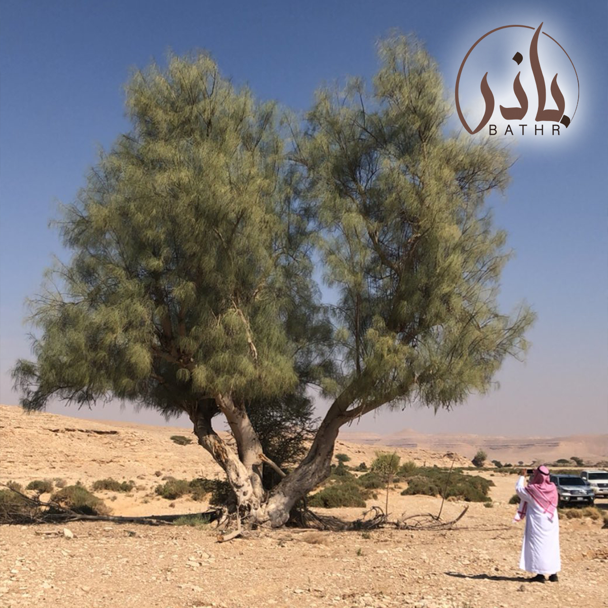 بذور المورنقا العربي