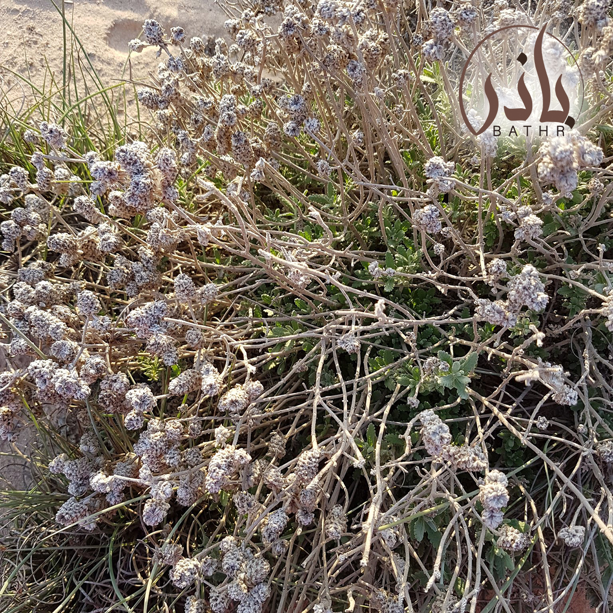 بذور الجعد