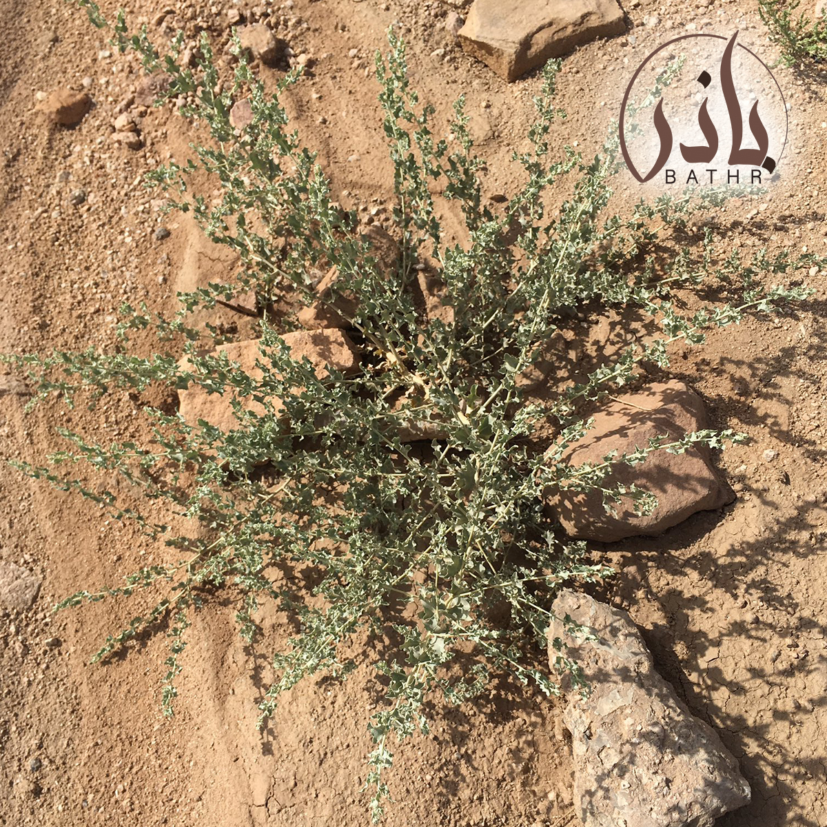 الرغل