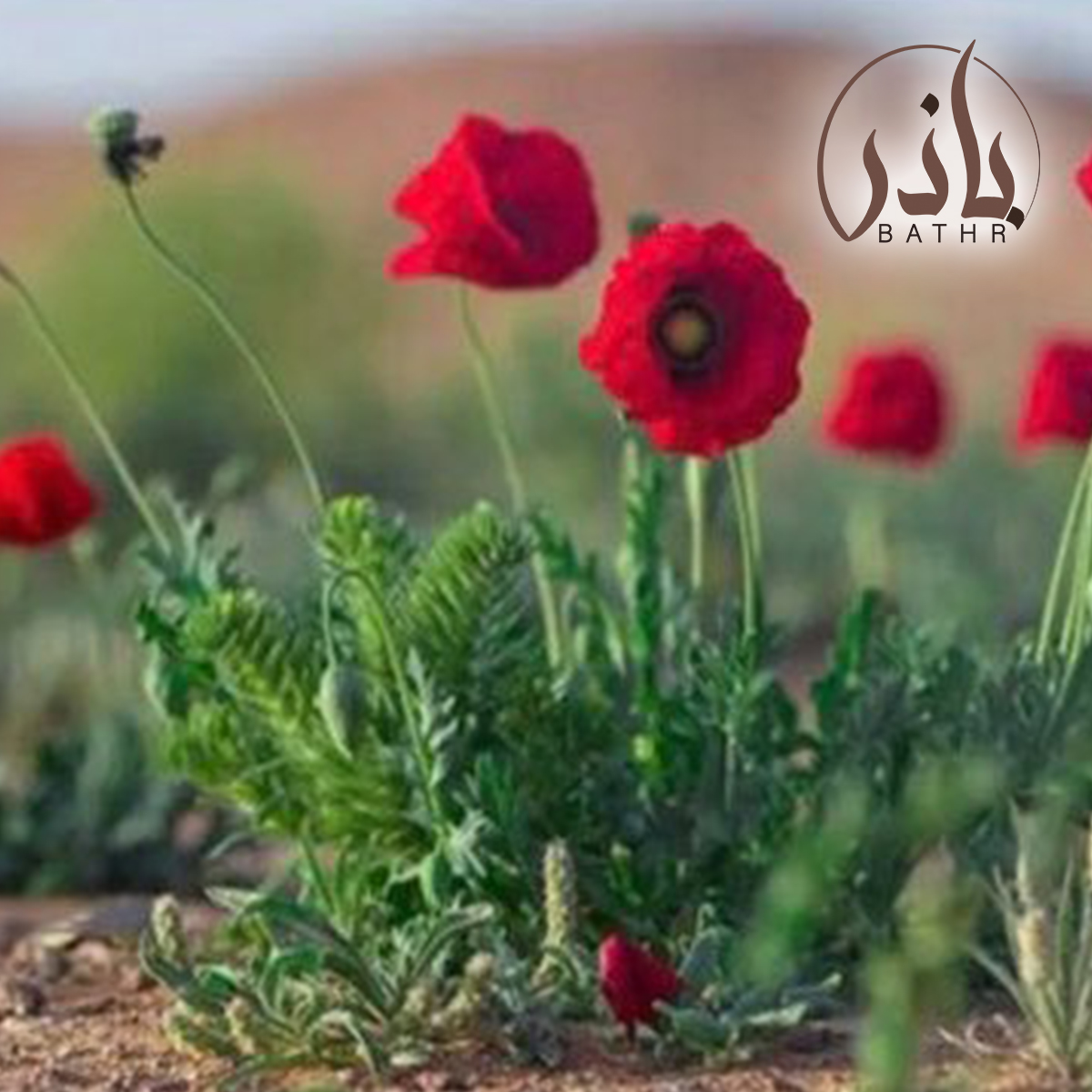 بذور الديدحان