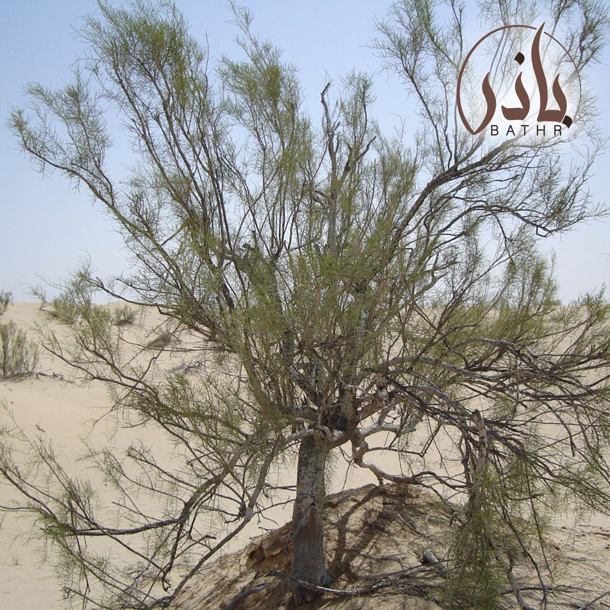 بذور الغضا