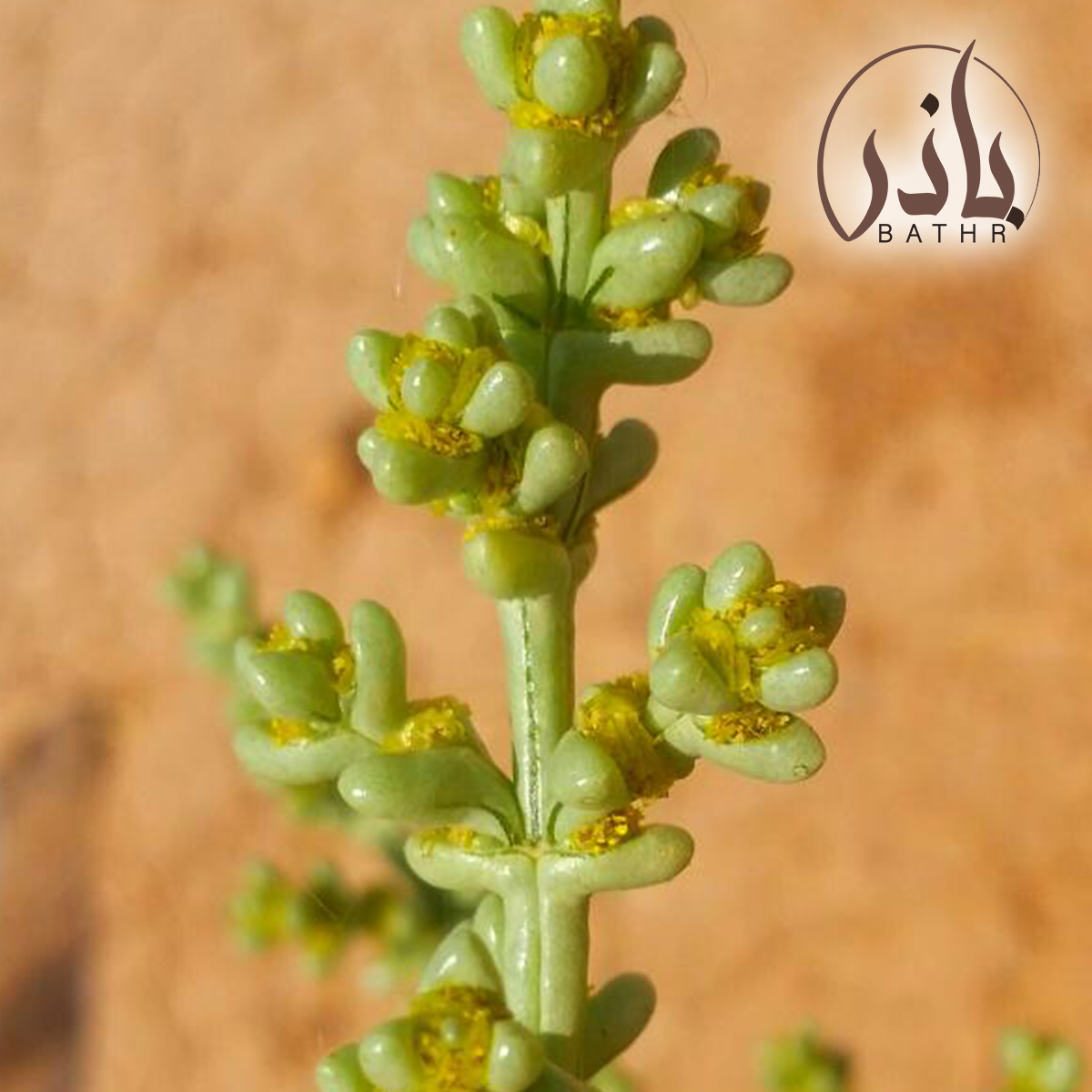 نبات الشعران