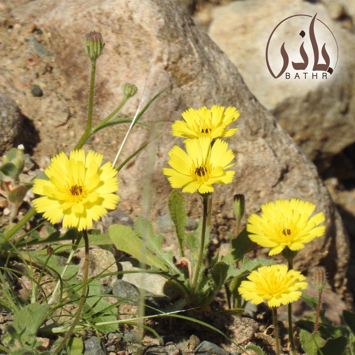 زهرة الحوذان
