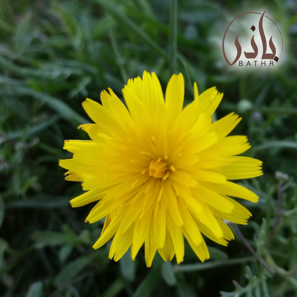 بذور عشبة الجرجار