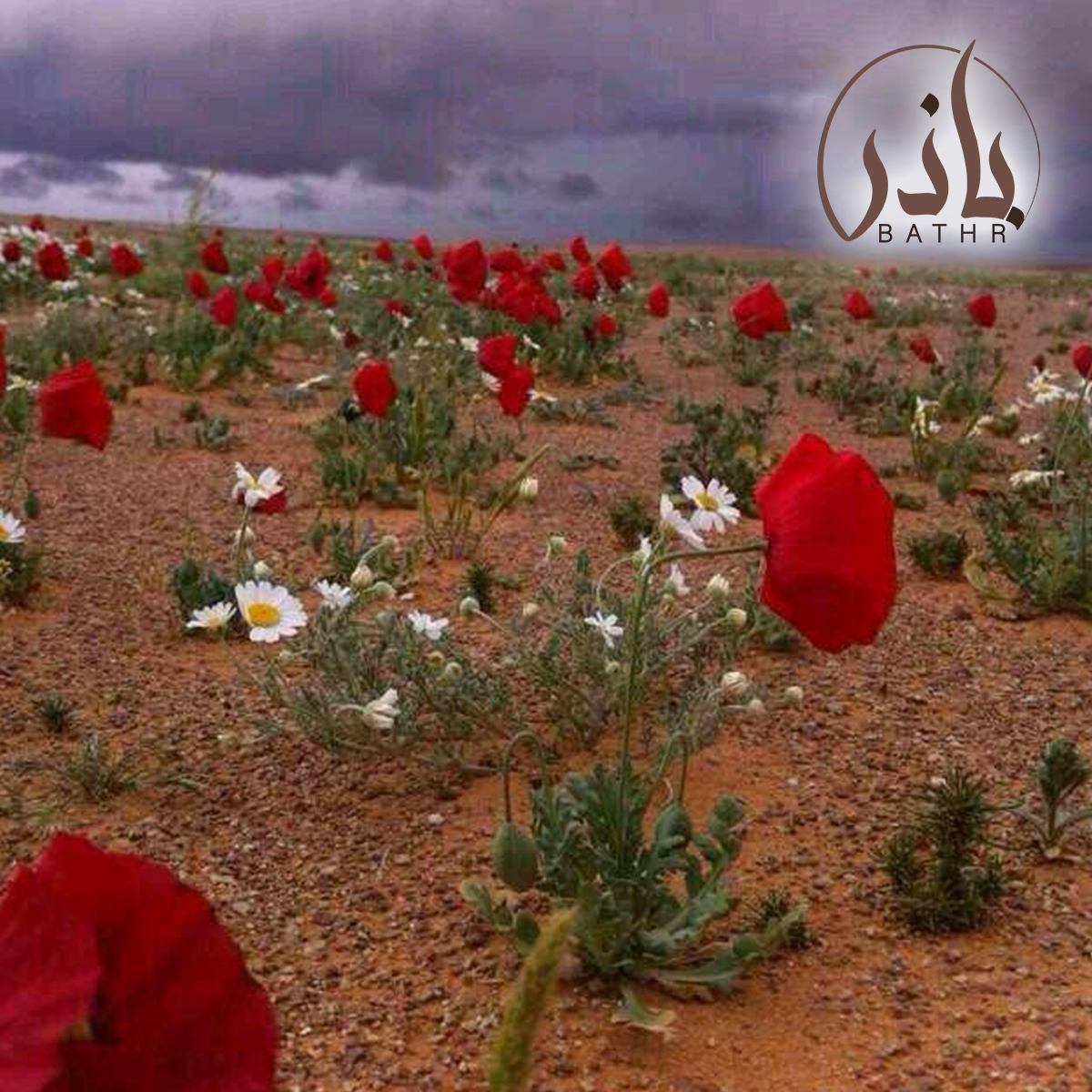 بذور الديدحان