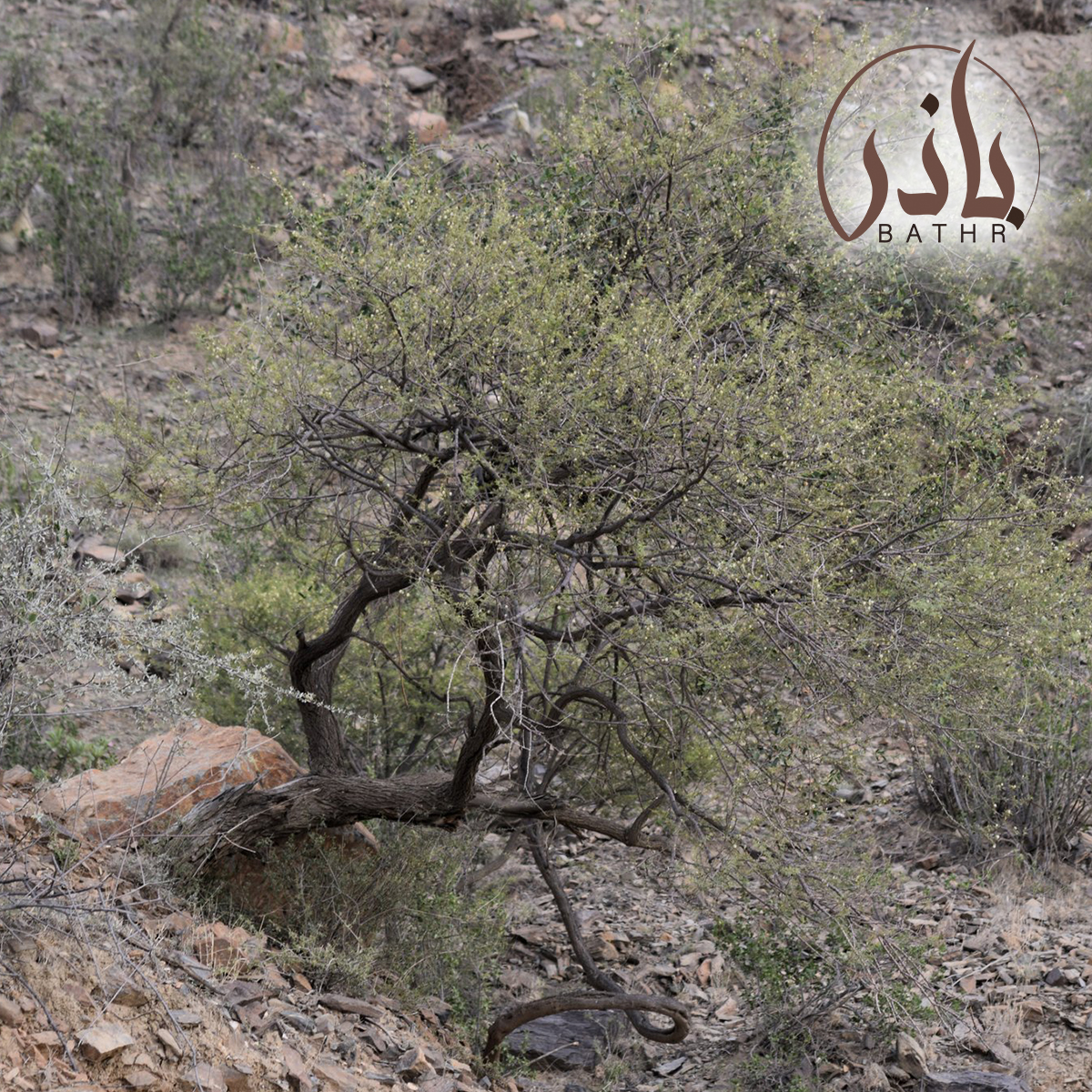 السمر العربي