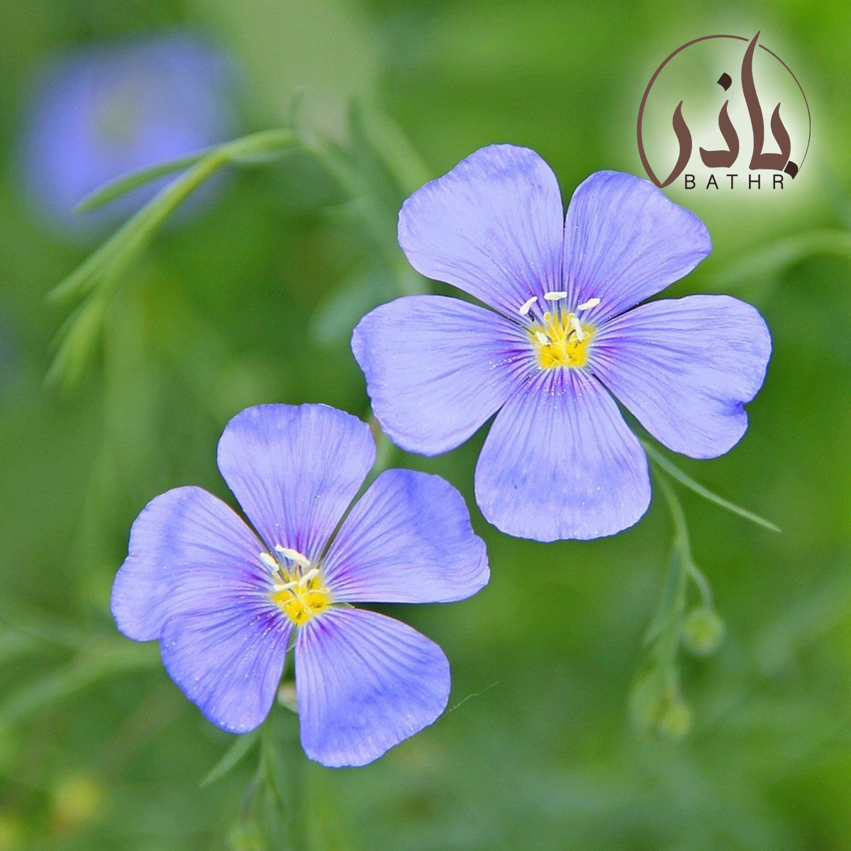 زهرة الكتان