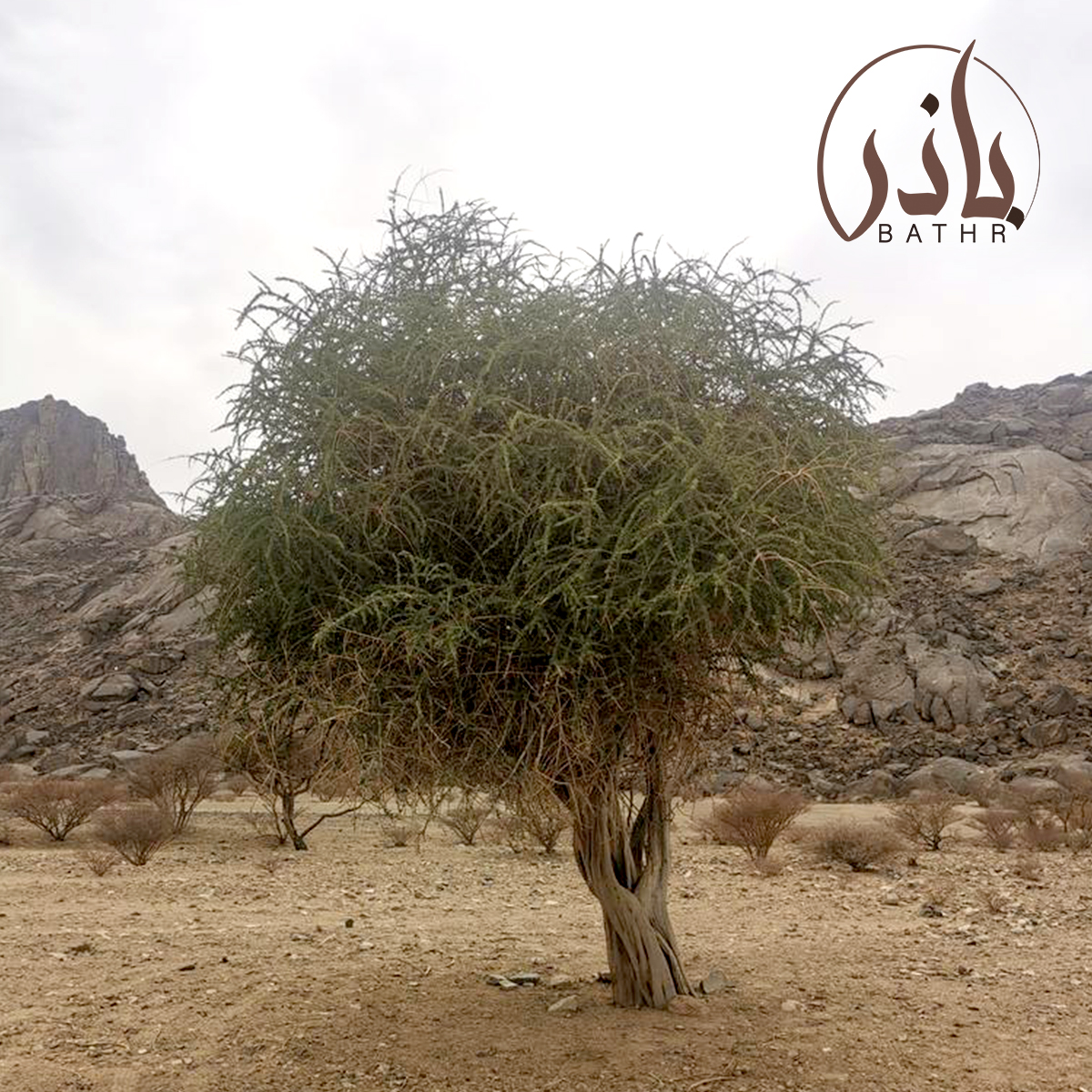 بذور شجرة السرح