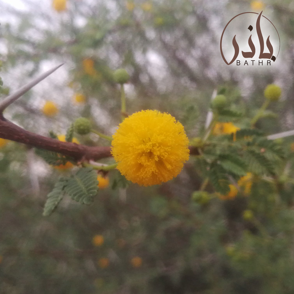 بذور السلم