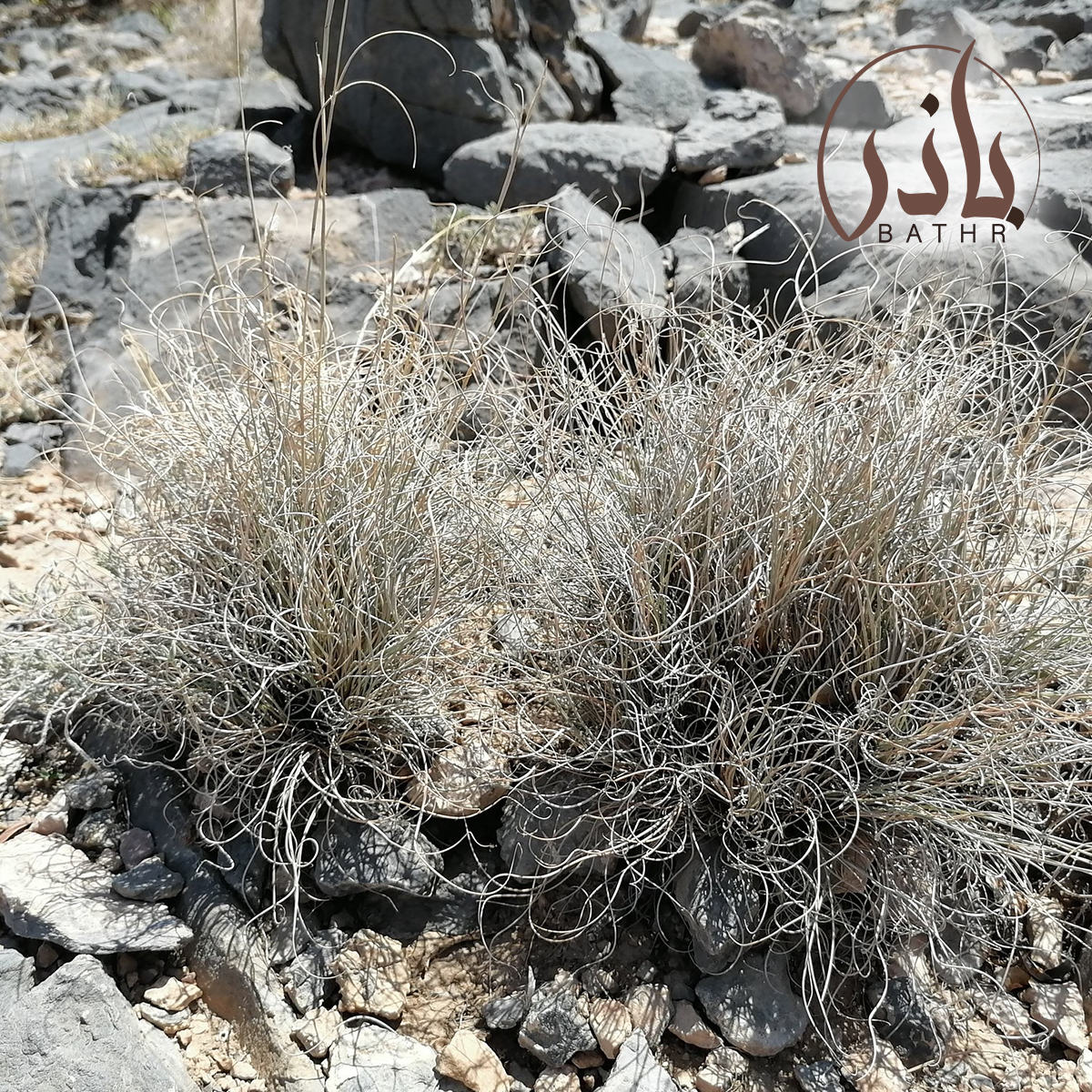 نبات السخبر
