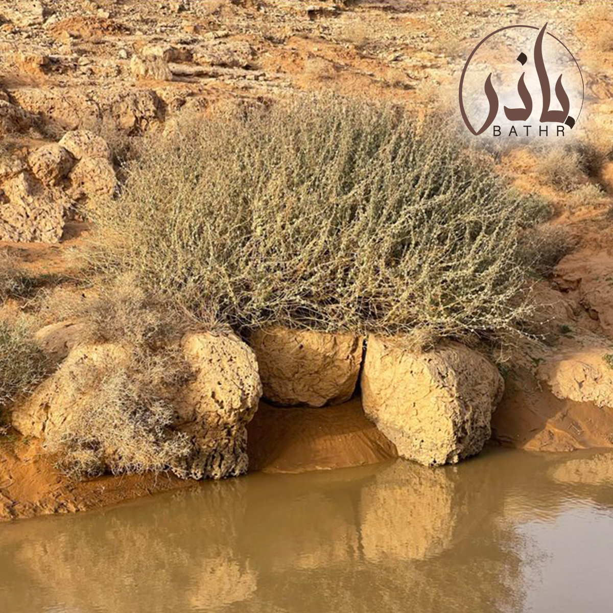 بذور عشبة الشفلح - القبار