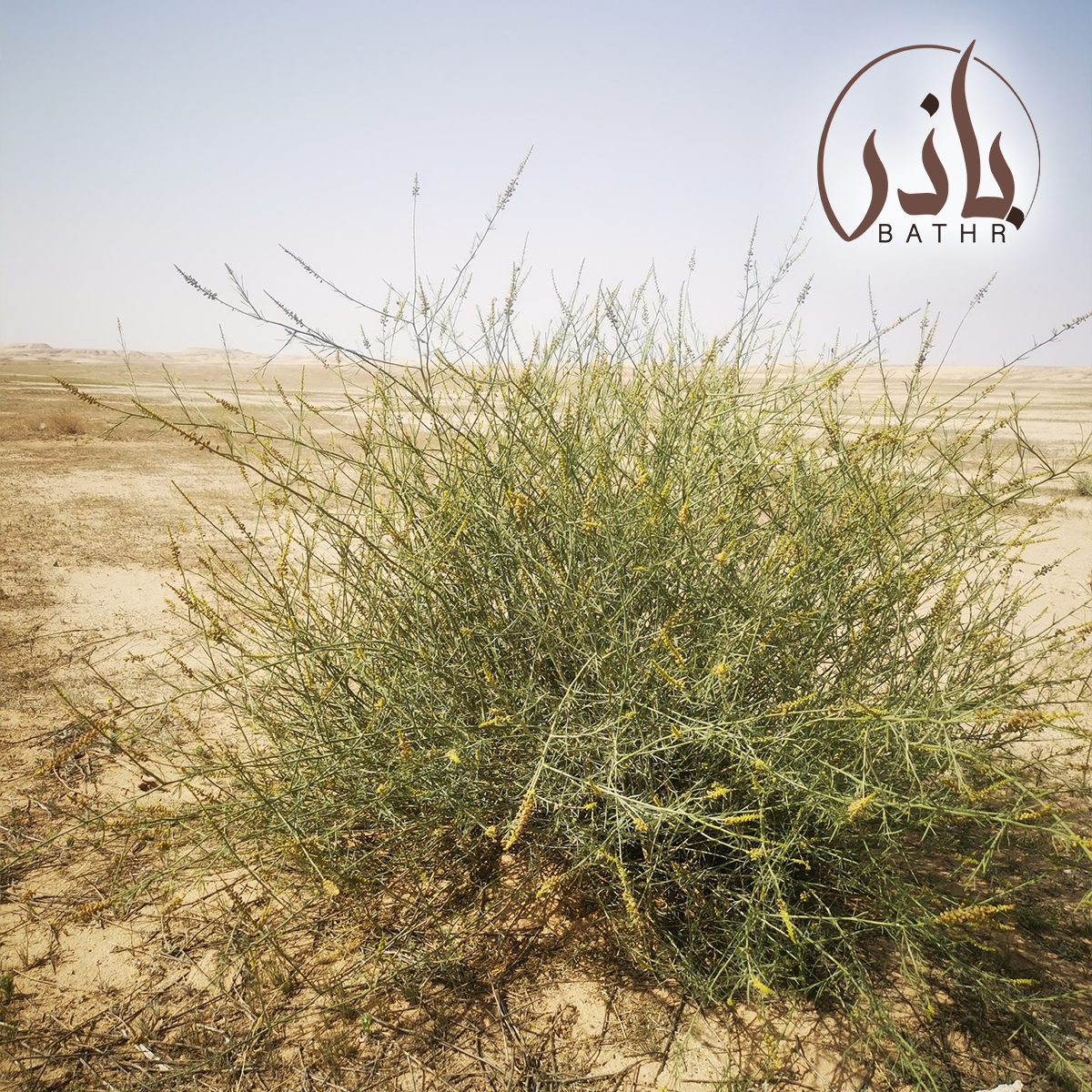بذور القرضي - العلندرا