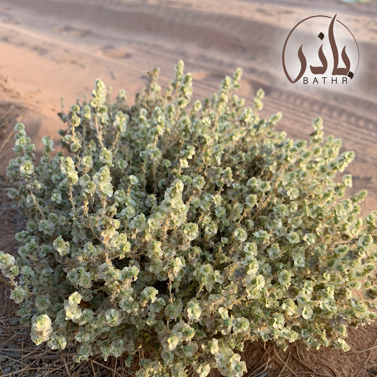 بذور القضقاض