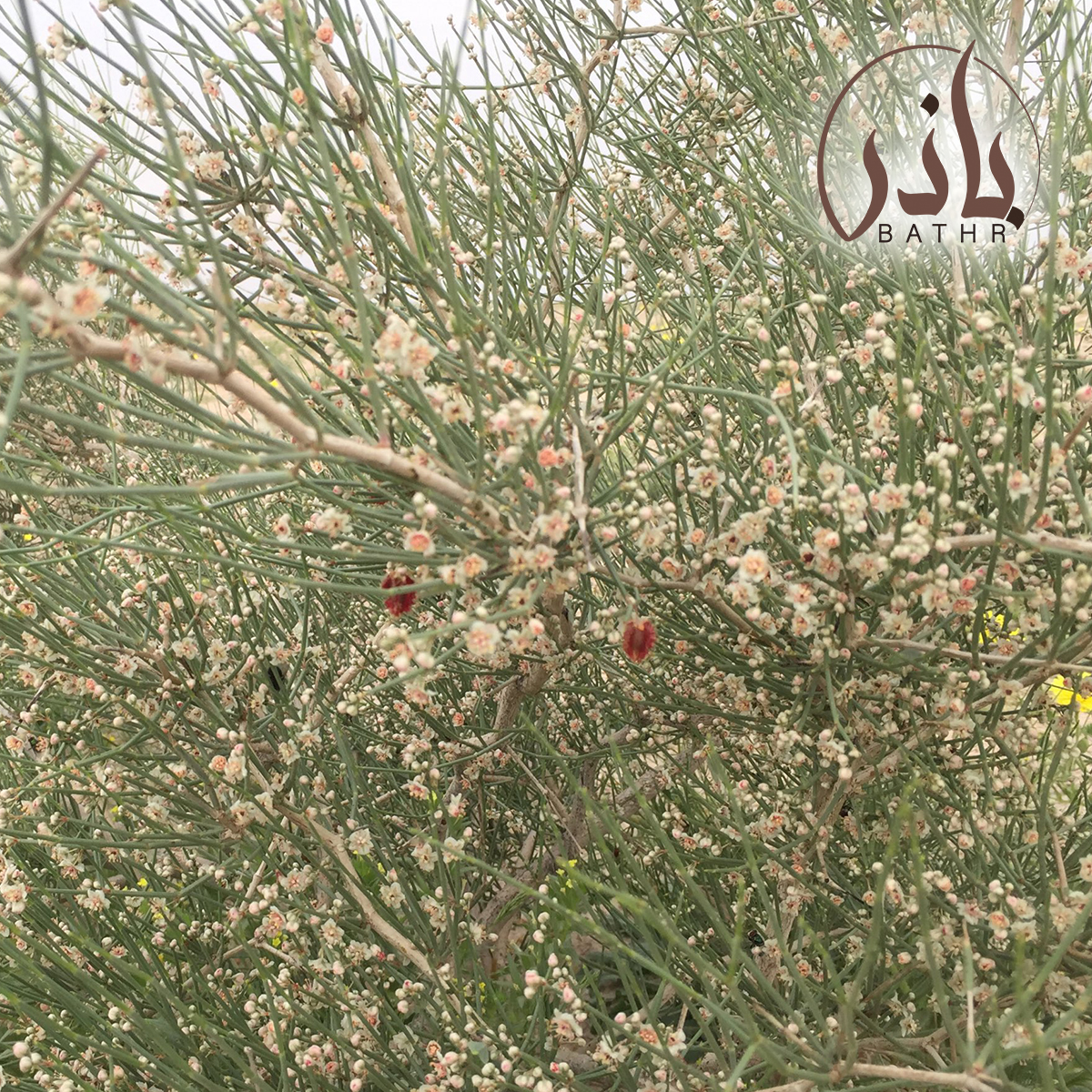 اوراق الارطي