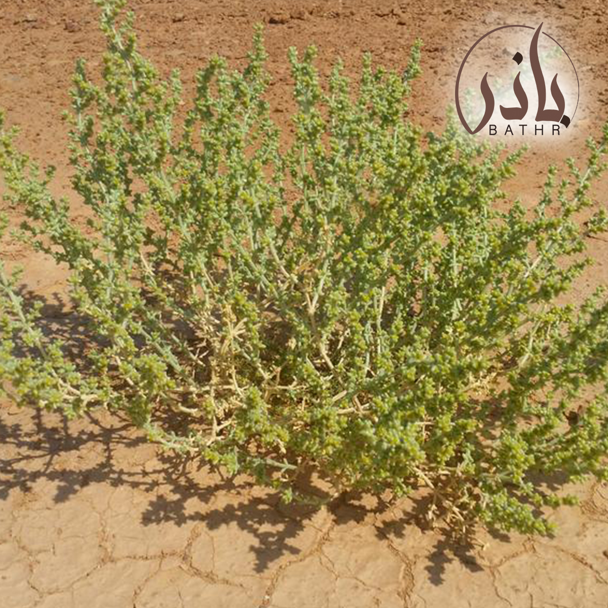 الشعران