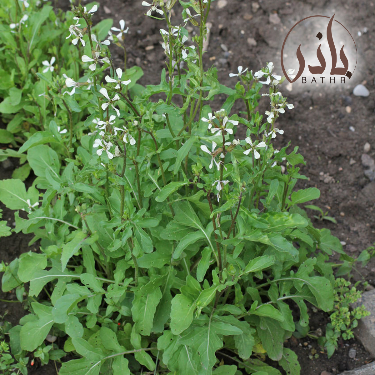 بذور الجرجير