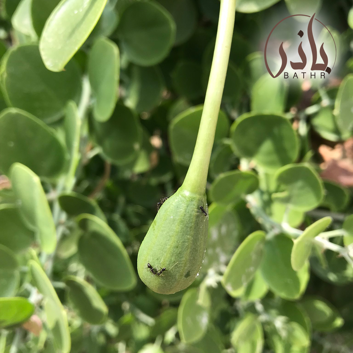 عشبة الشفلح
