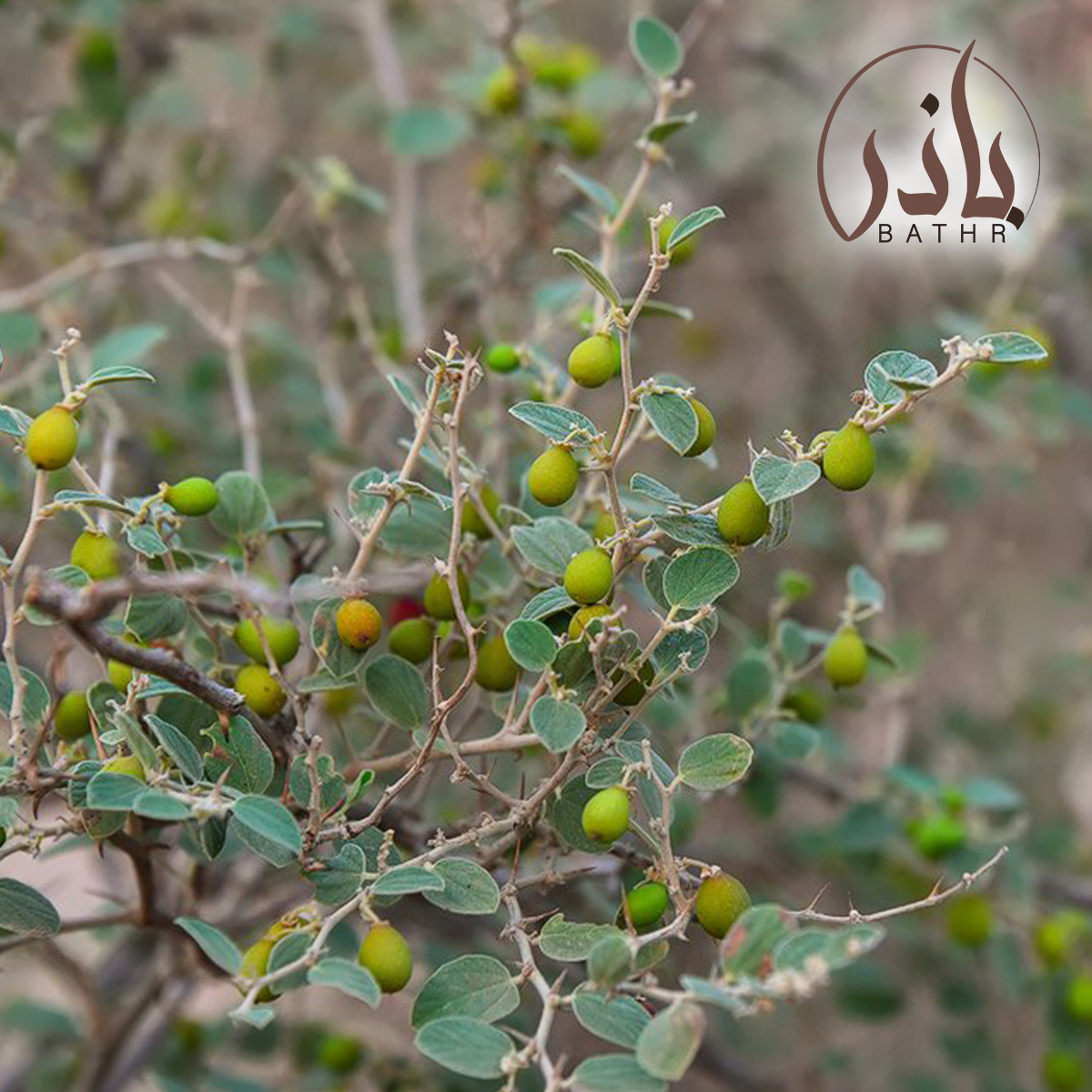 ثمار شجرة السدر البري