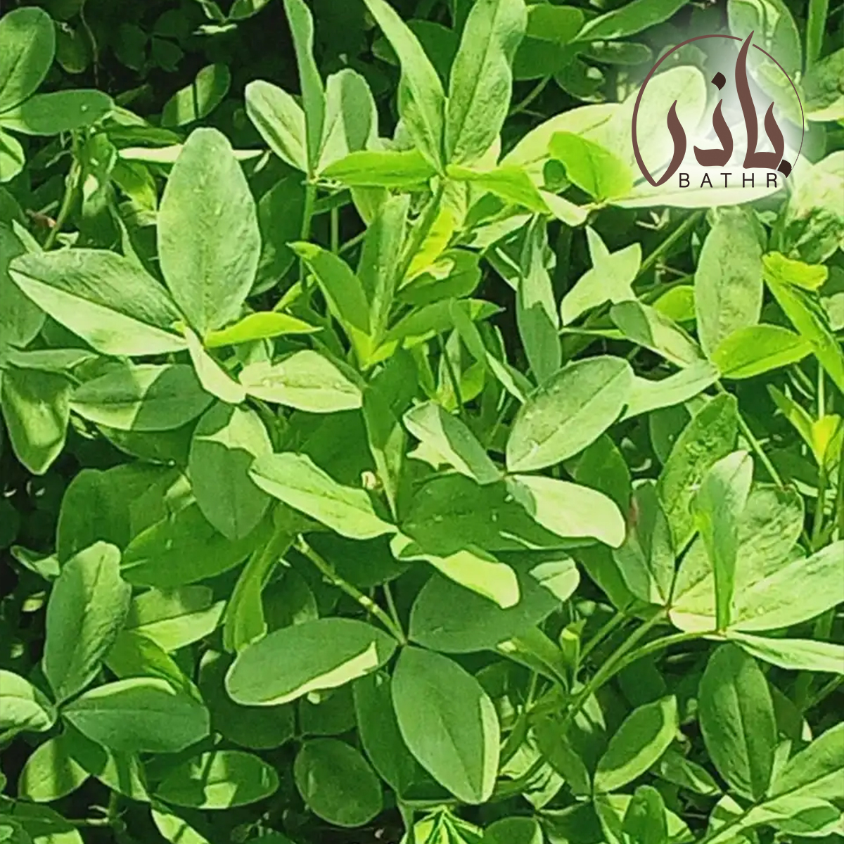 بذور البرسيم الحجازي