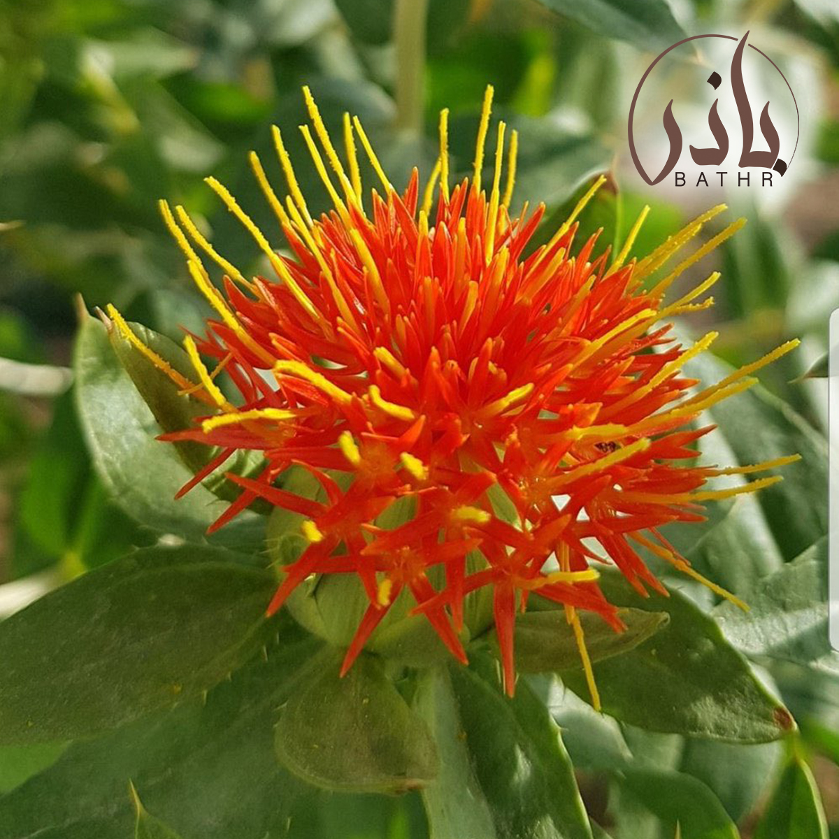 بذور العصفر