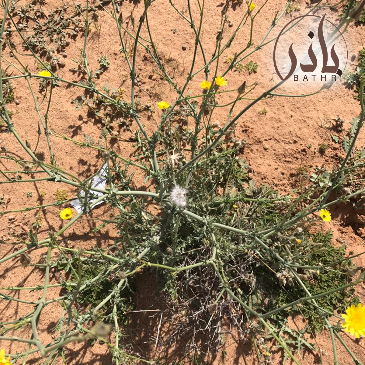 بذور نبات اليعضيد - العضيد
