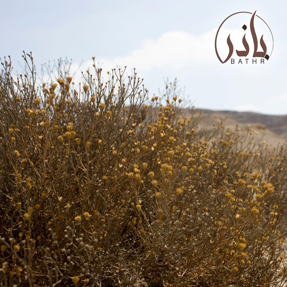 شجرة الجثجاث