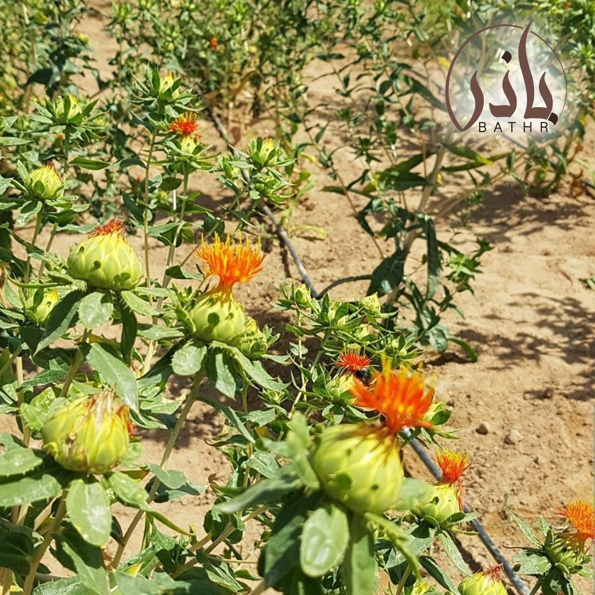 بذور العصفر