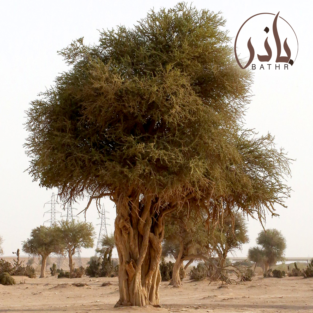 بذور شجرة السرح