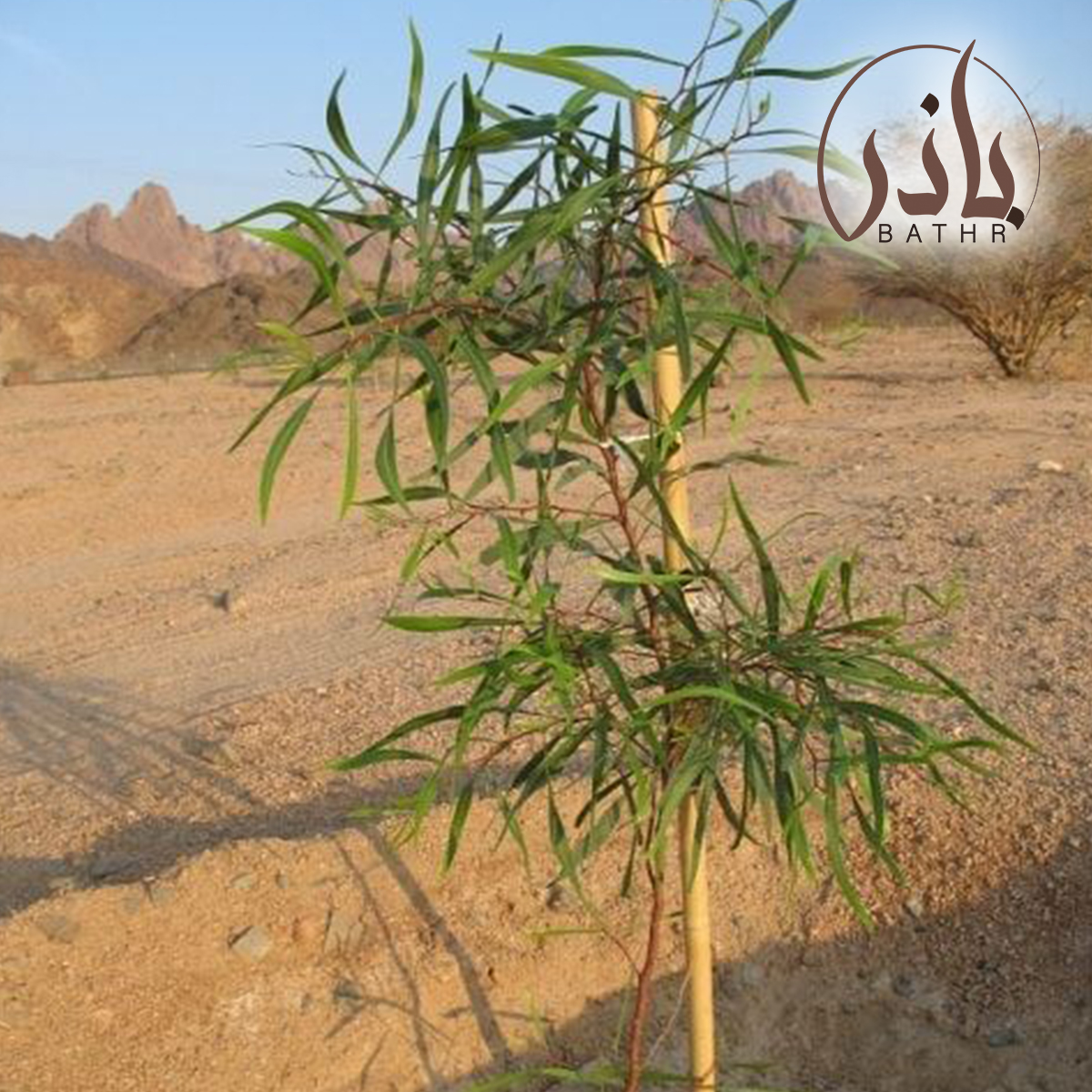 الطلح الملحي