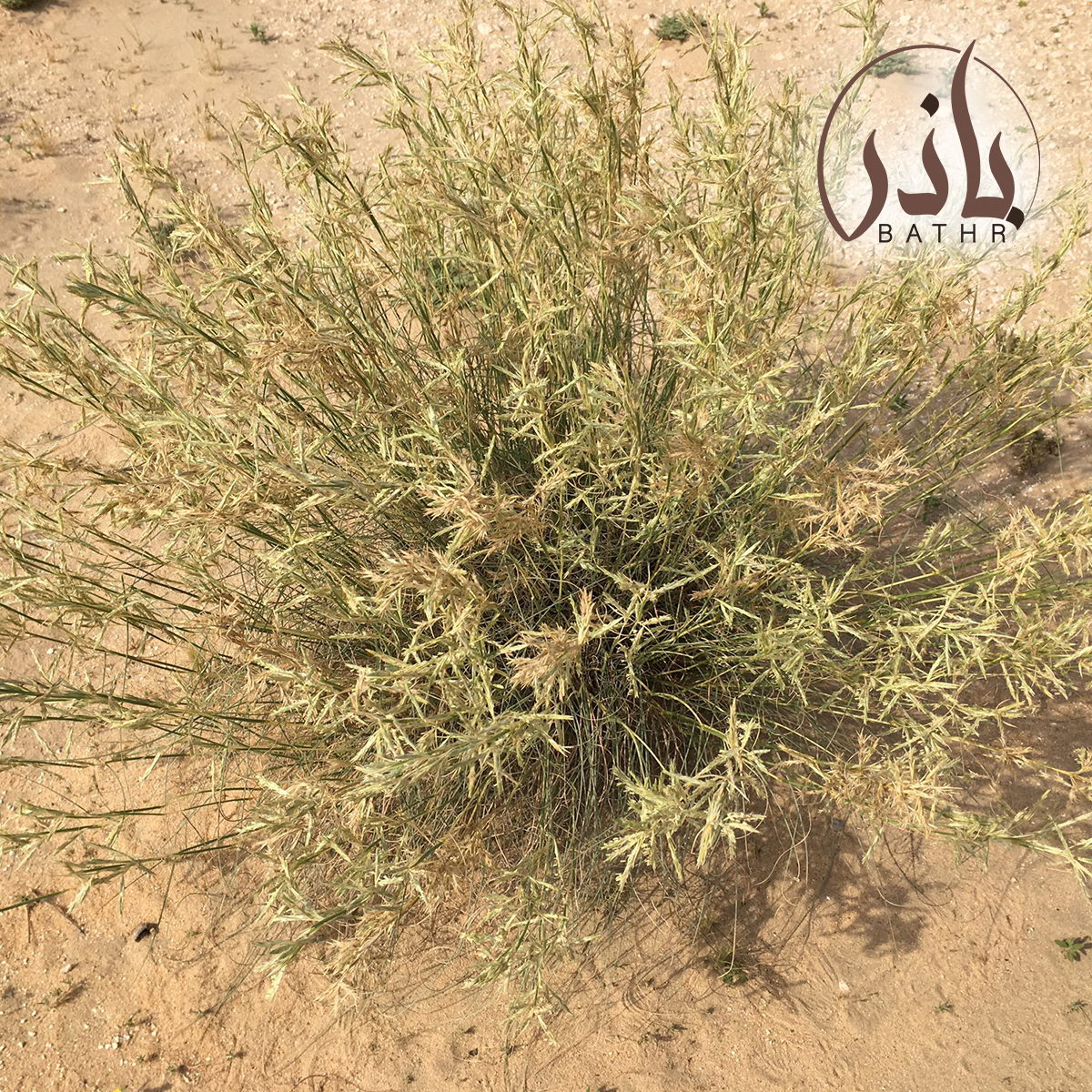 عشبة الصخبر
