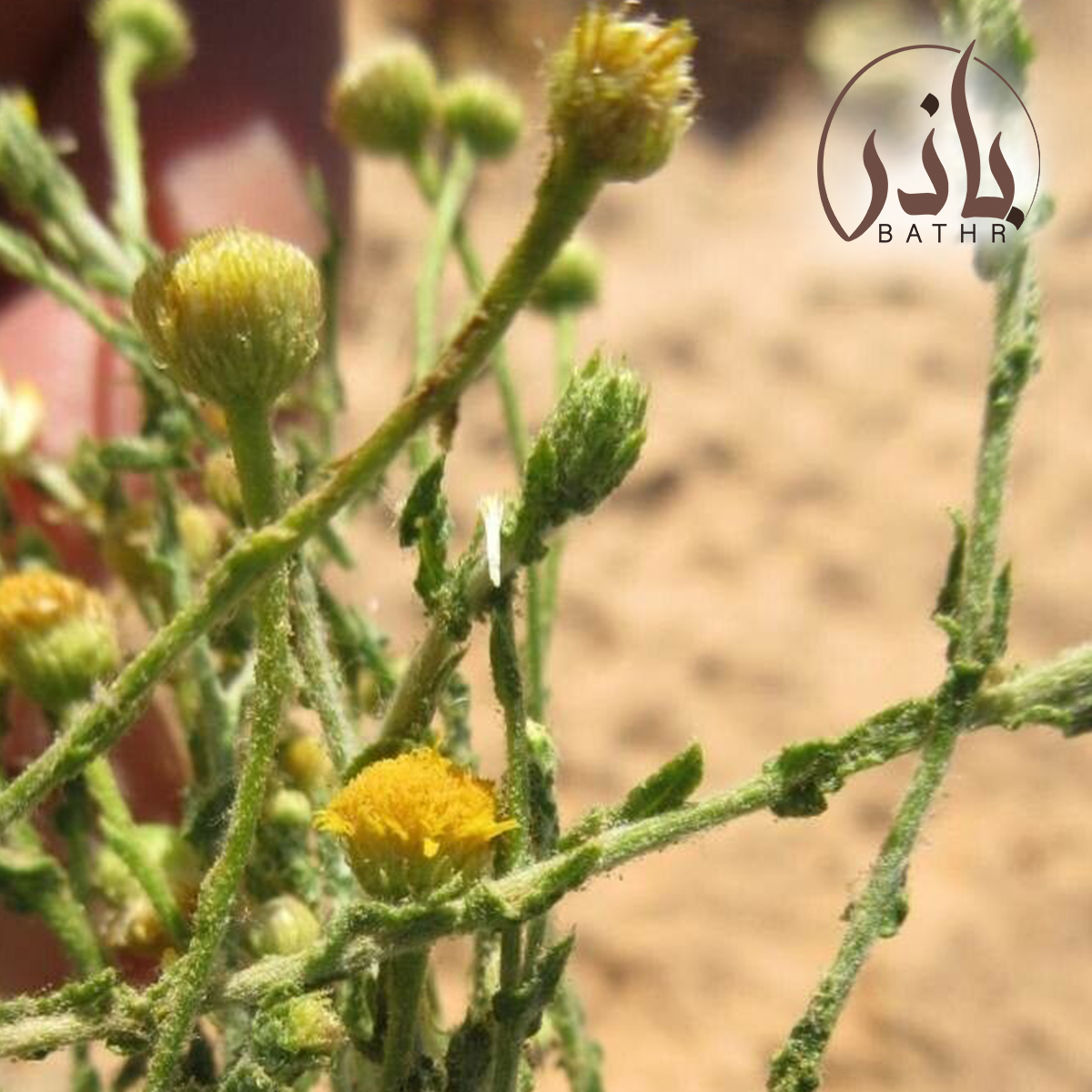 بذور الجثجاث