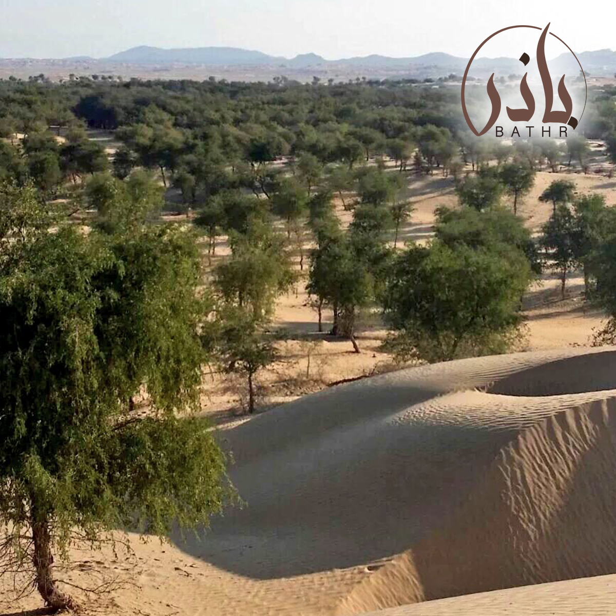 بذور الغاف الخليجي