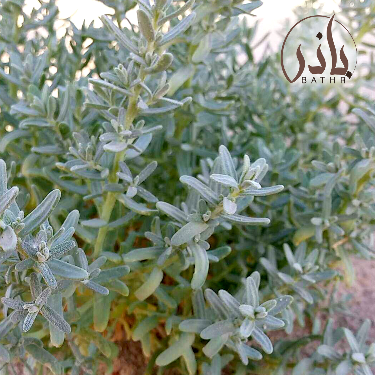 بذور الطحمة