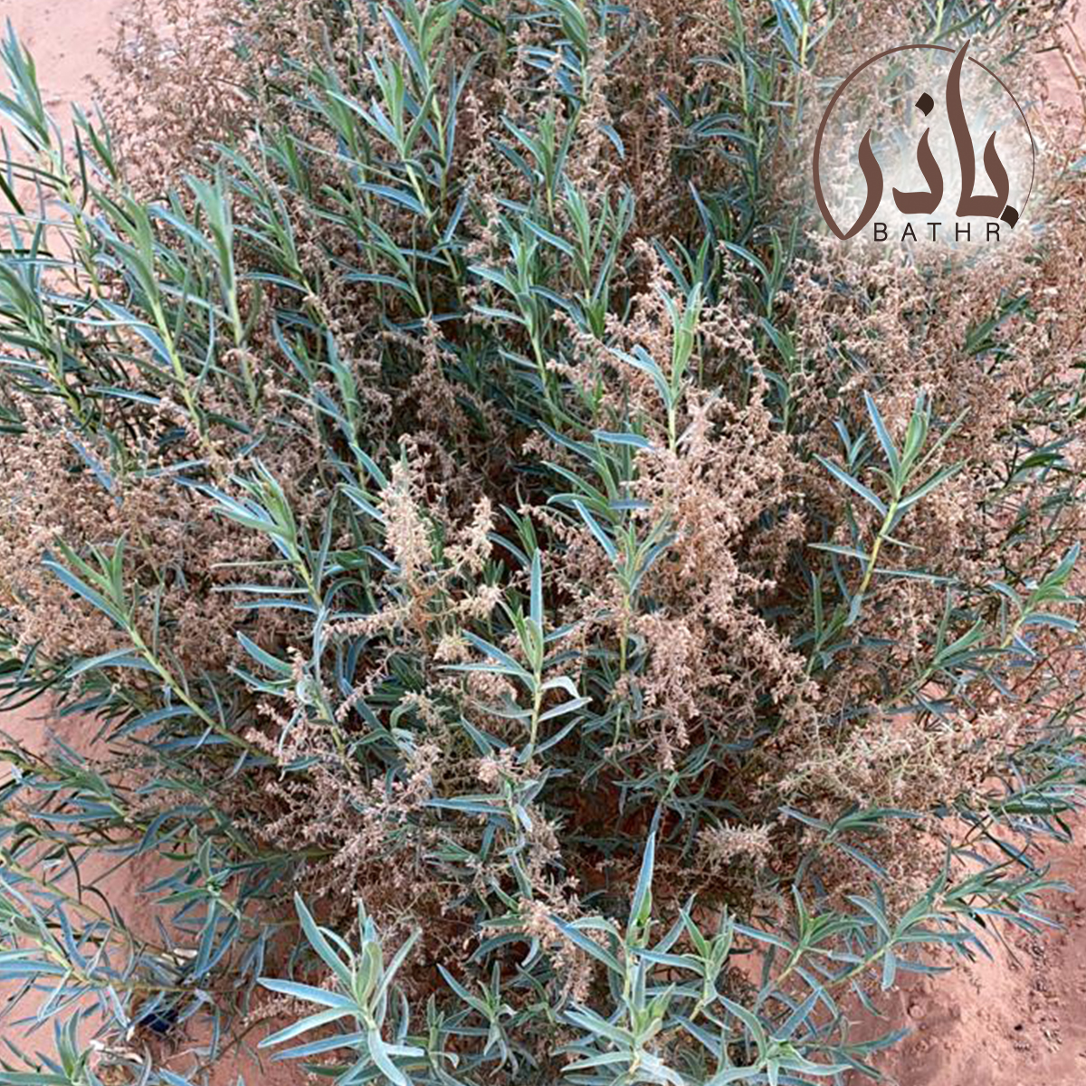 بذور العاذر
