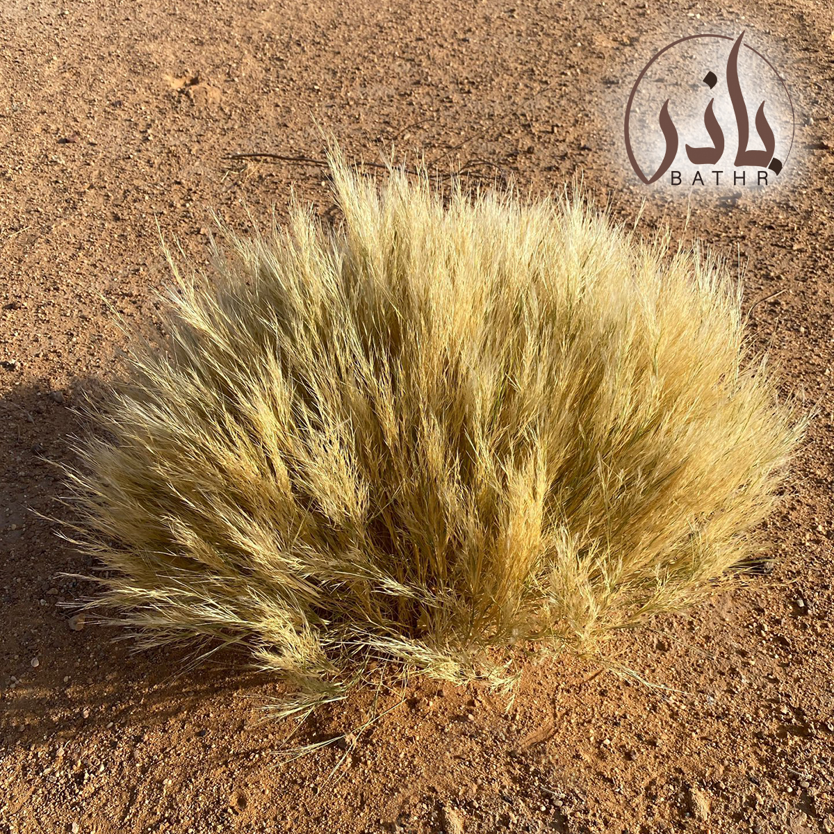 بذور عشبة النصي