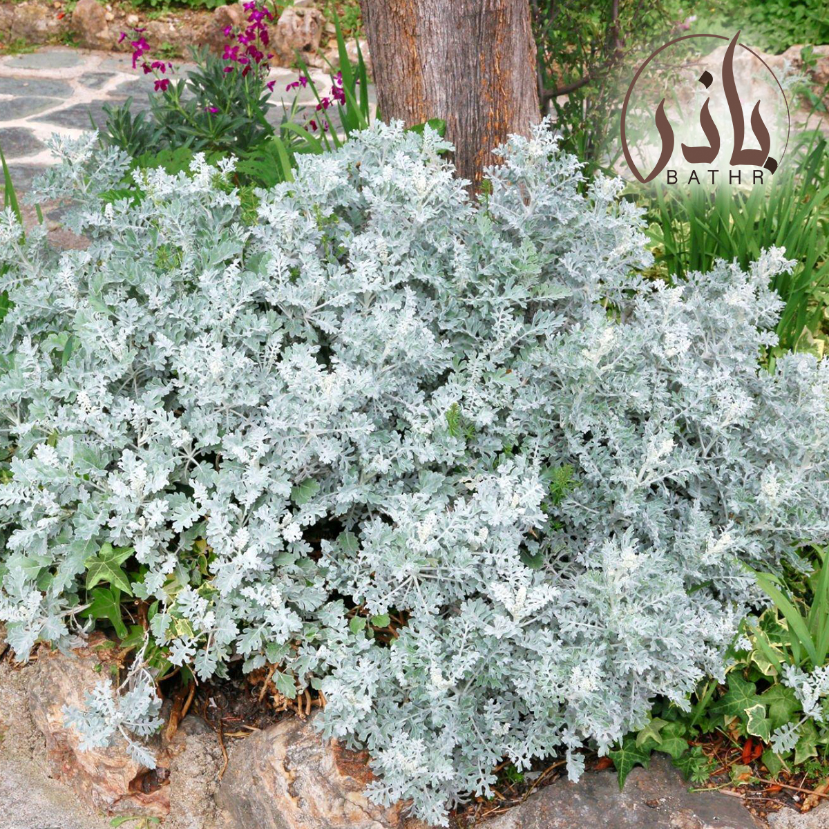 بذور الشيح