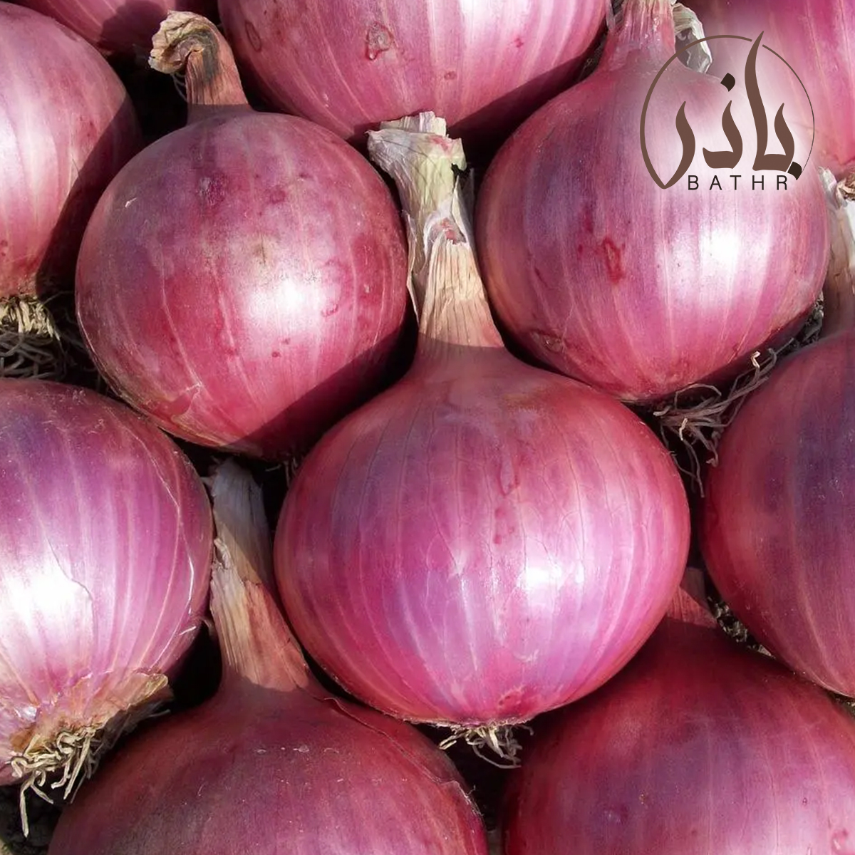 بذور البصل الاحمر