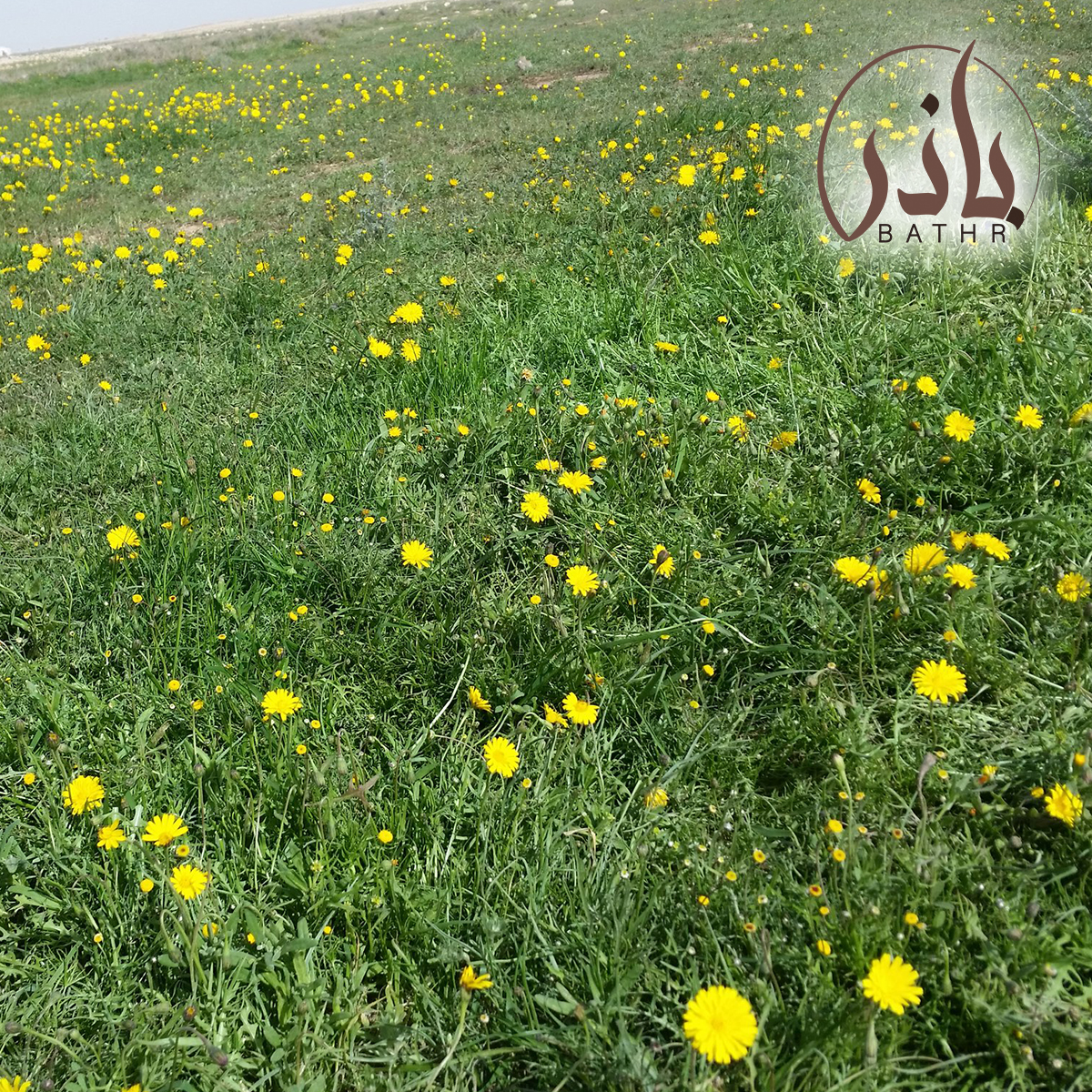 بذور عشبة الجرجار