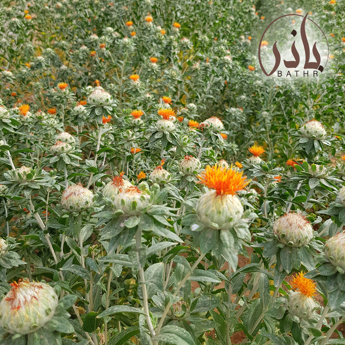 بذور العصفر