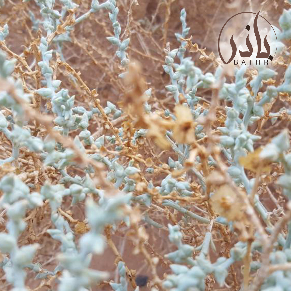 وصف بة القضقاض