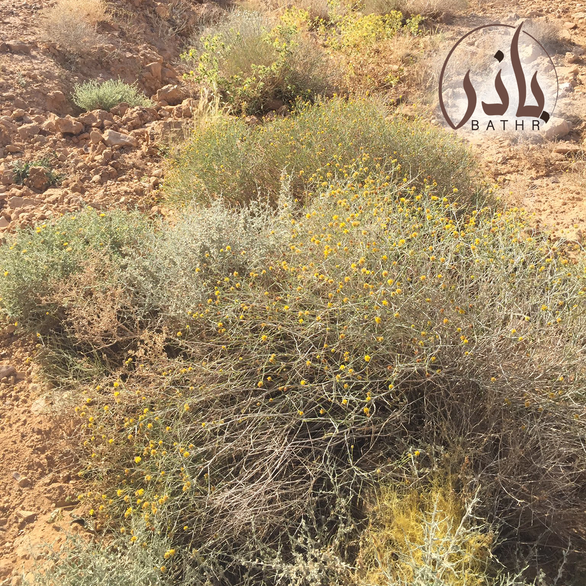 بذور نبات العرفج