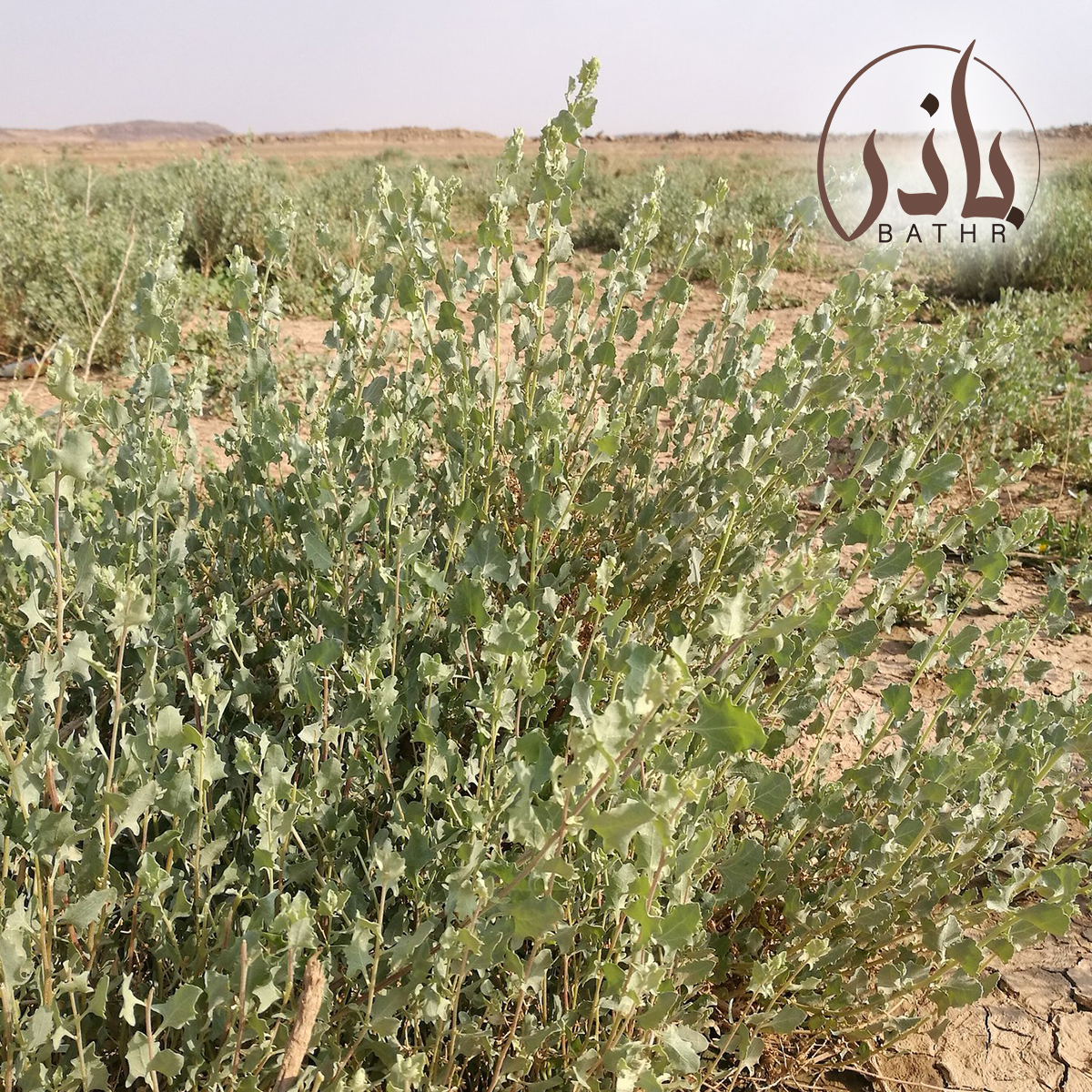 الرغل