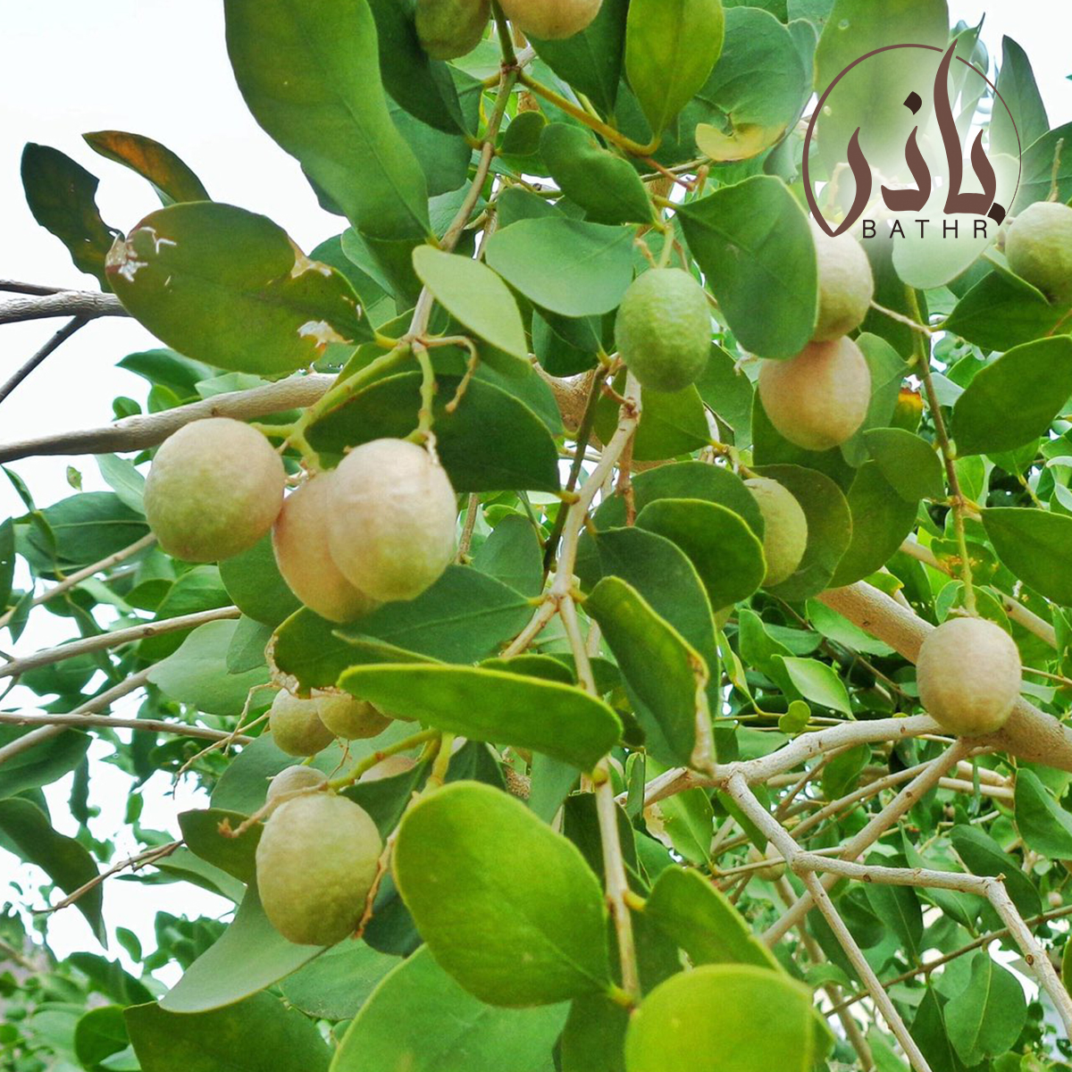 ثمار شجرة الضبر