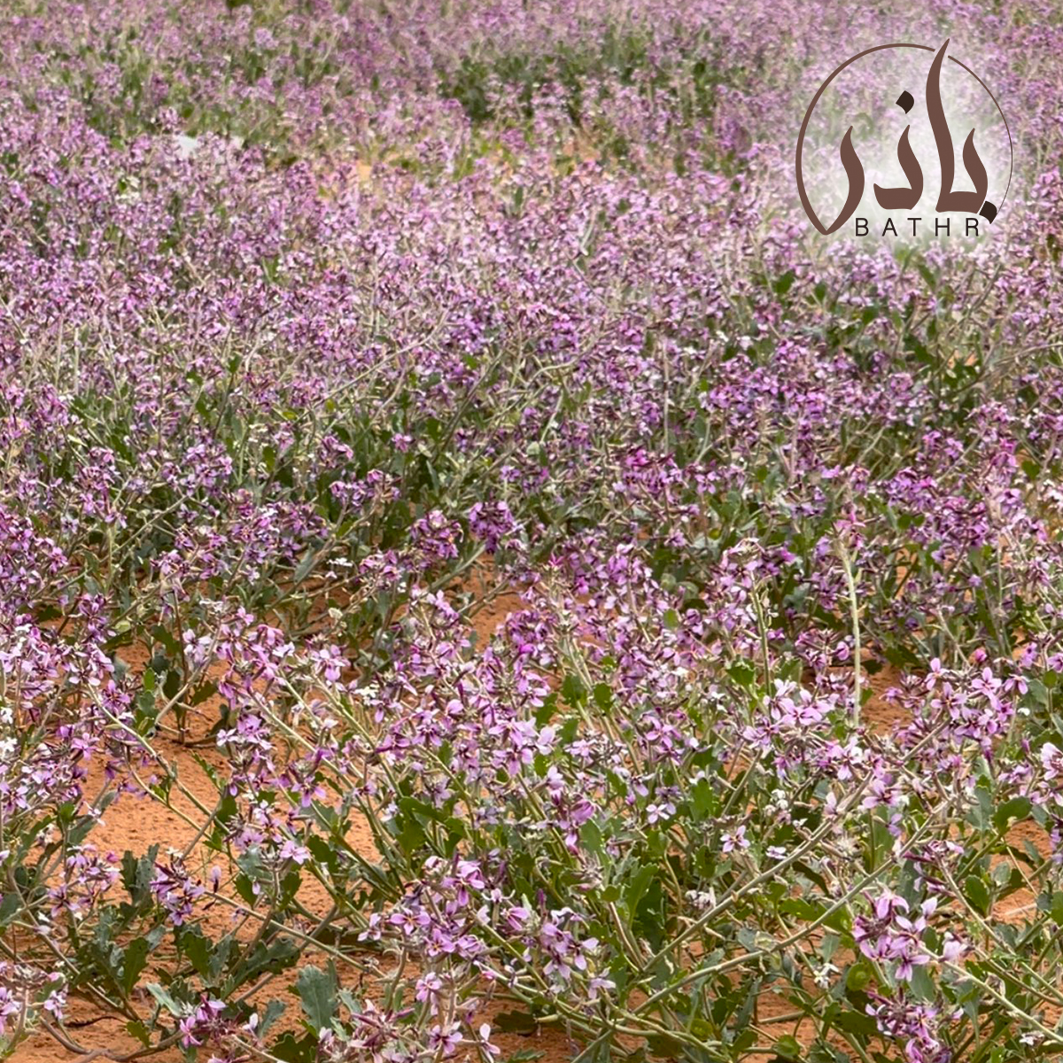 بذور عشبة الخزامي - اللافندر