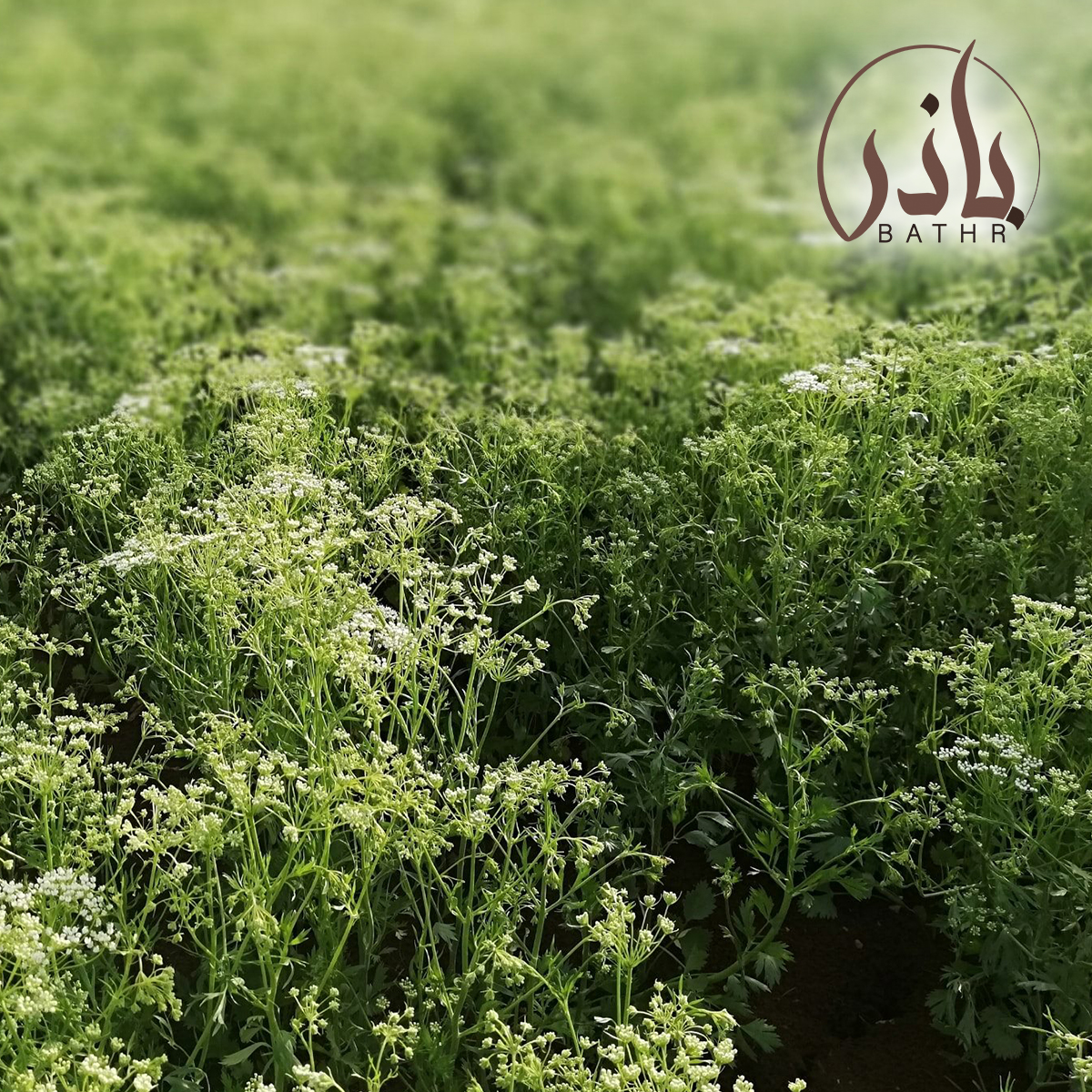 بذور اليانسون