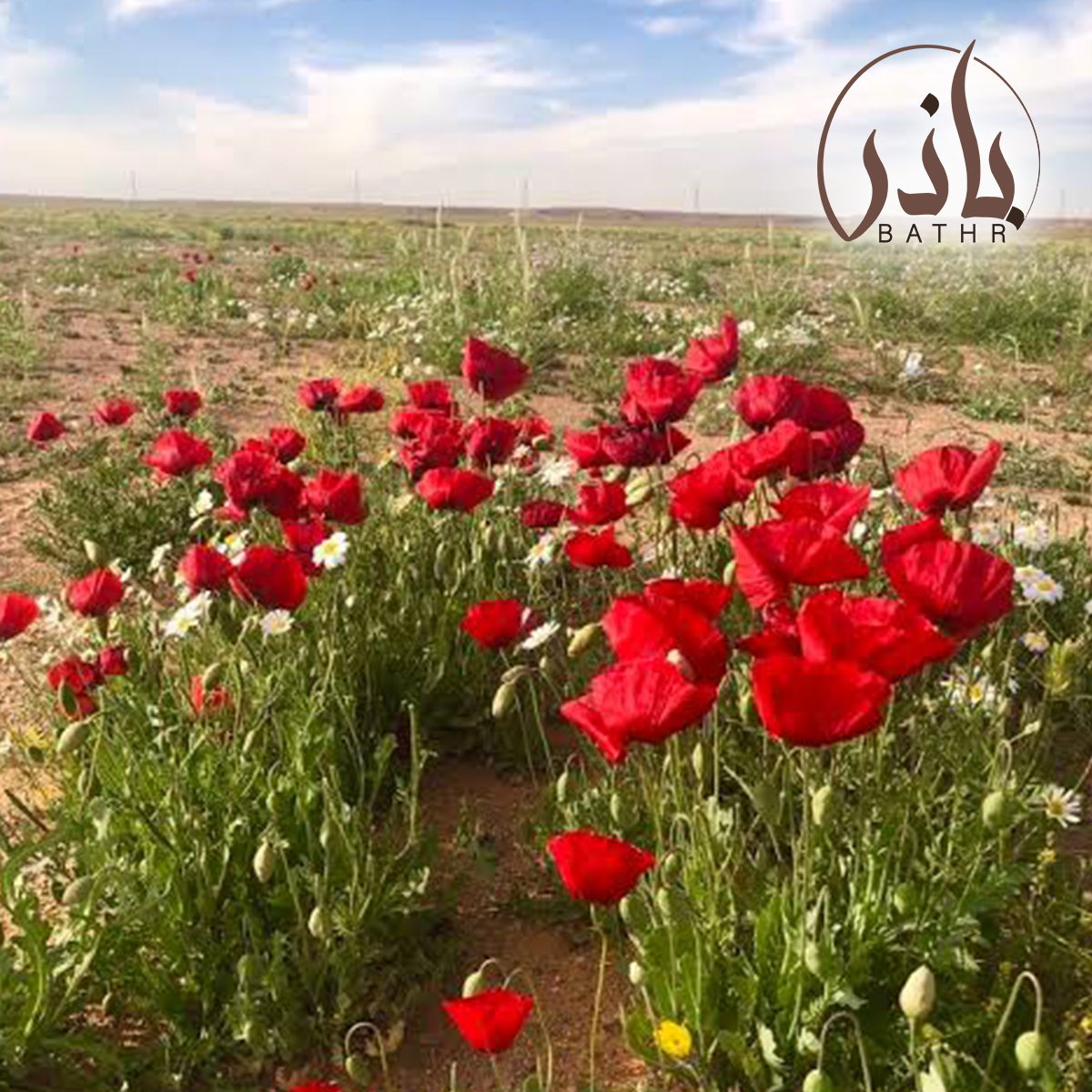 بذور الديدحان