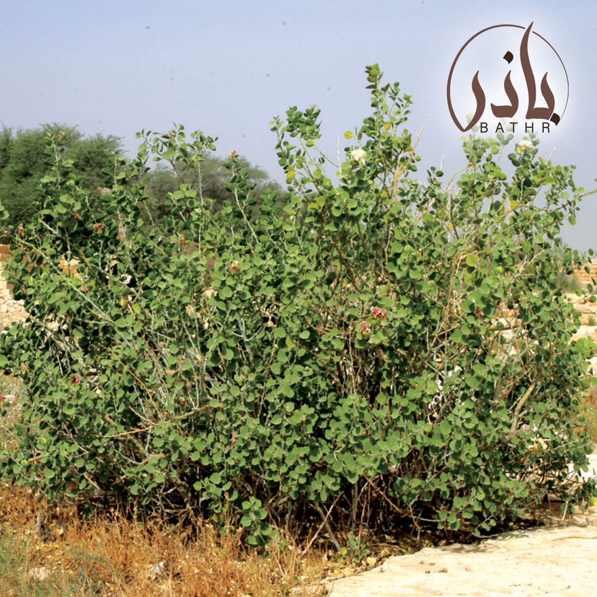 بذور عشبة القبار
