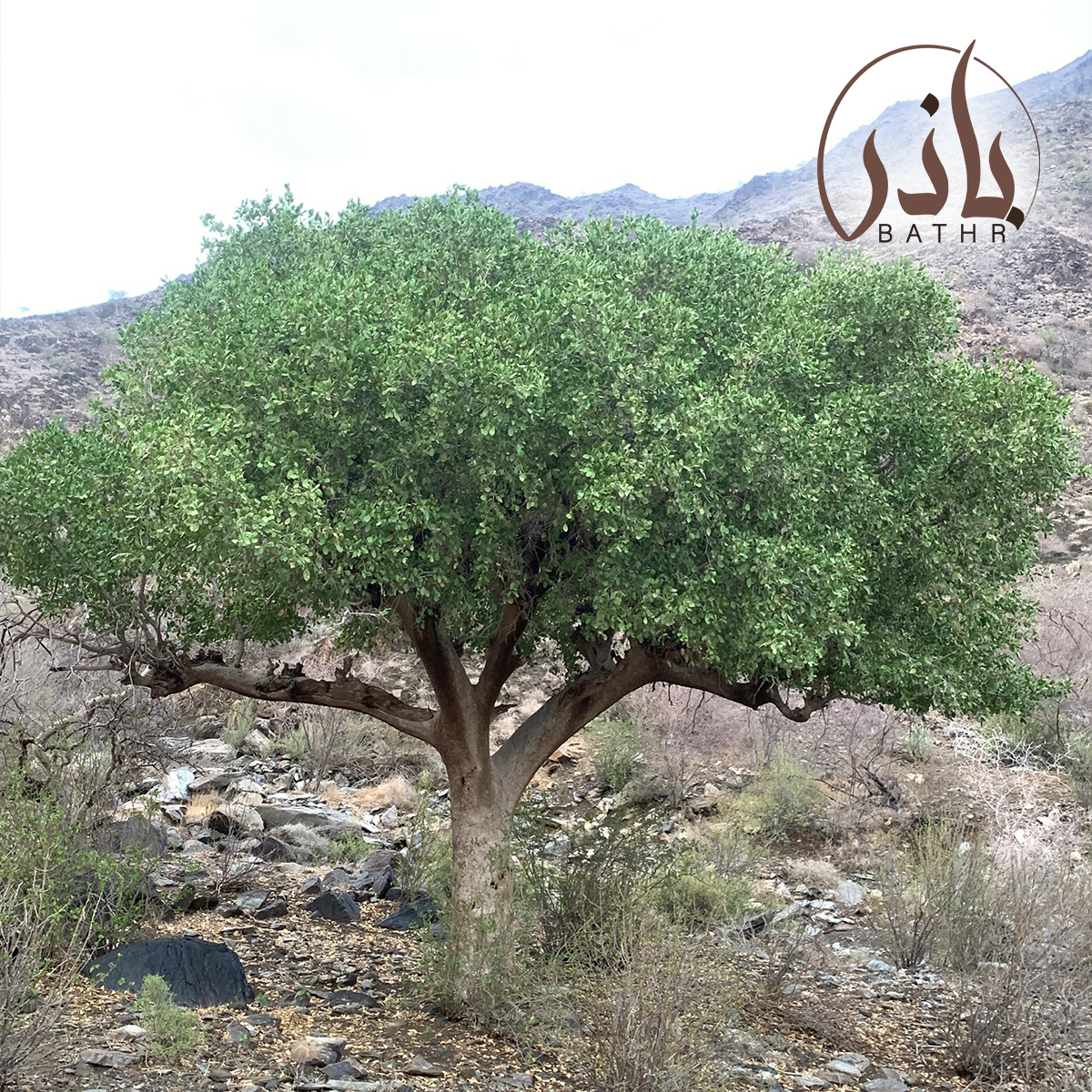 شجرة الضبر